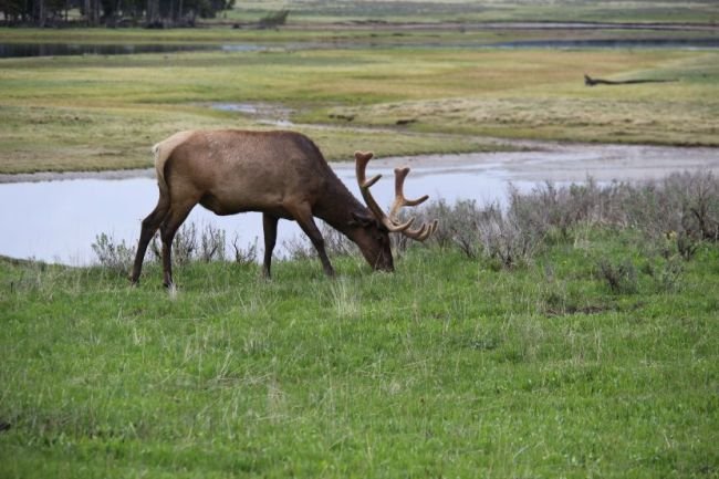 Elk