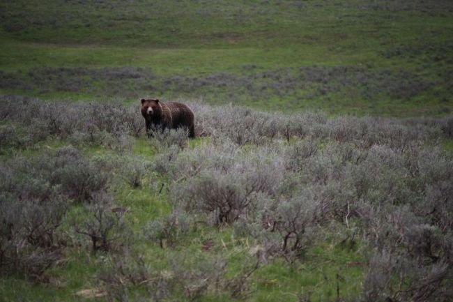 Grizzly 1