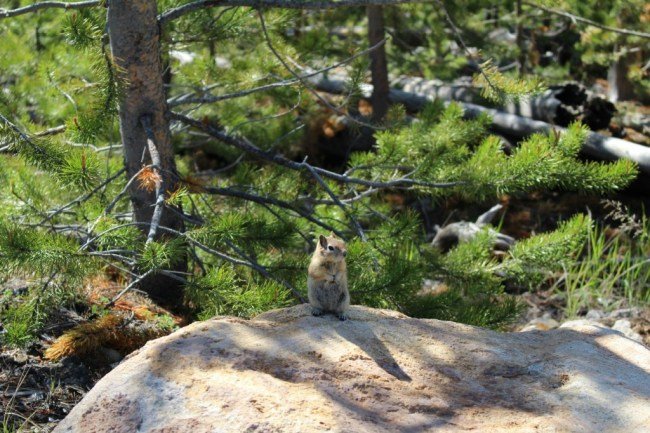 squirrel 2