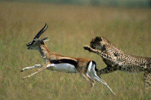 Gazelle-cheetah
