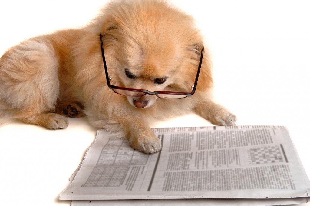 dog reading