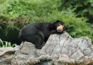 bear