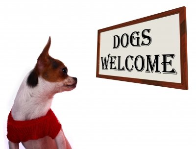 Dog staring at a sign that says Dogs Welcome