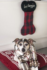dog with scarf laying on a pillow, 