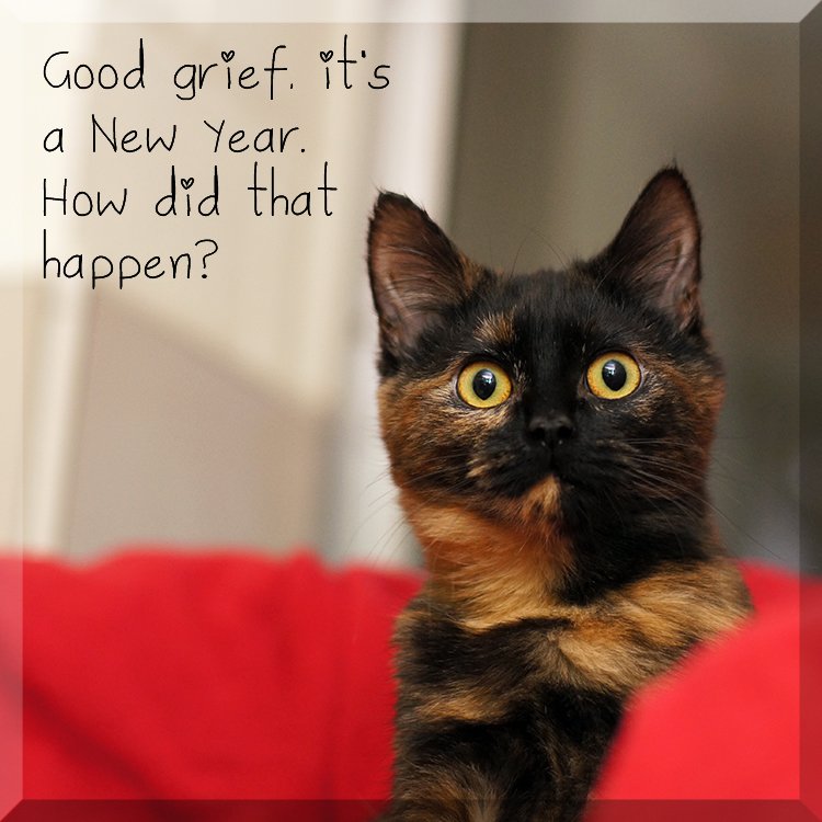 Happy New Year cat